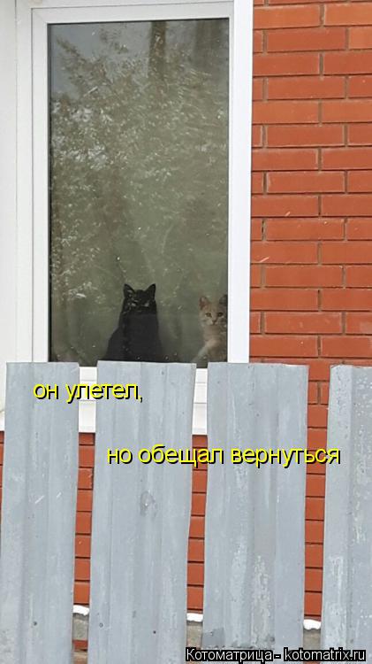 Котоматрица: он улетел,  но обещал вернуться