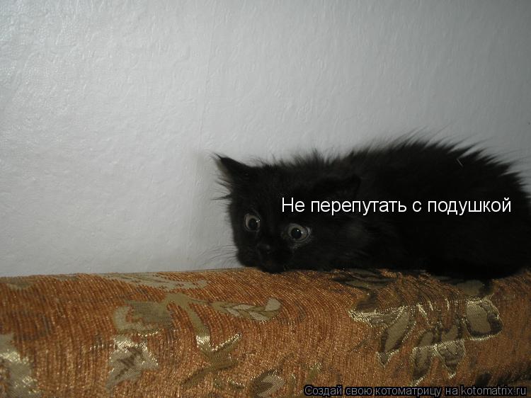 Котоматрица: Не перепутать с подушкой