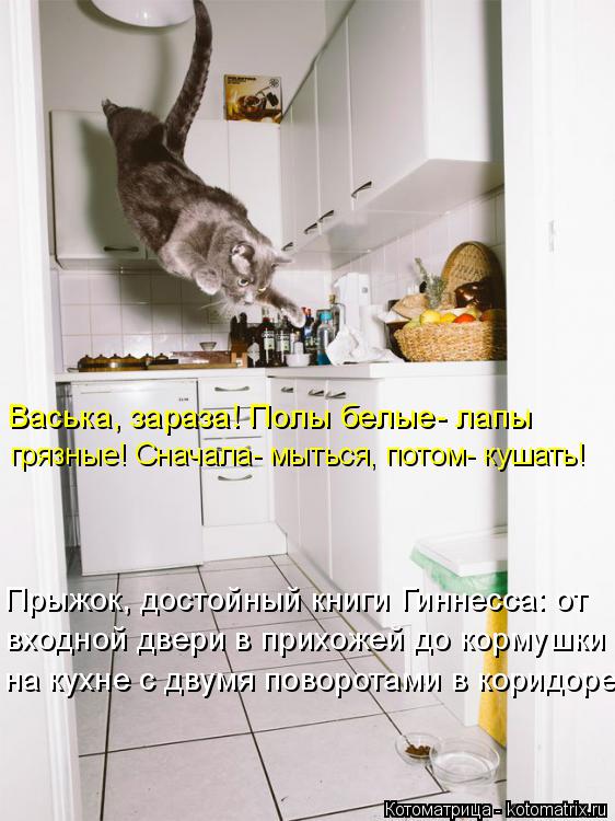 Котоматрица: Прыжок, достойный книги Гиннесса: от входной двери в прихожей до кормушки на кухне с двумя поворотами в коридоре Васька, зараза! Полы белые- 