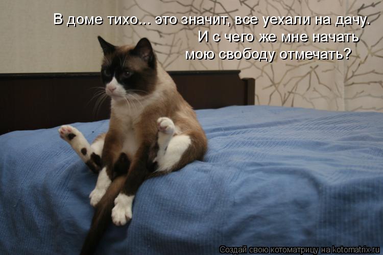 В доме тихо... это значит, все уехали на дачу. И с чего же мне начать мою свободу отмечать?... Котоматрица: В доме тихо... это значит, все уехали на дачу. И с чего же мне начать мою свободу отмечать?