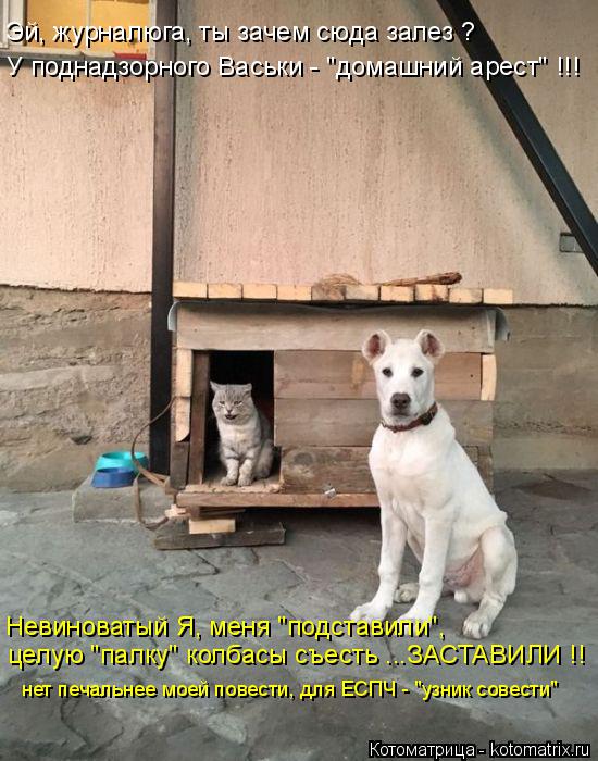Котоматрица: целую "палку" колбасы съесть ...ЗАСТАВИЛИ !! Невиноватый Я, меня "подставили", нет печальнее моей повести, для ЕСПЧ - "узник совести" Эй, журналю