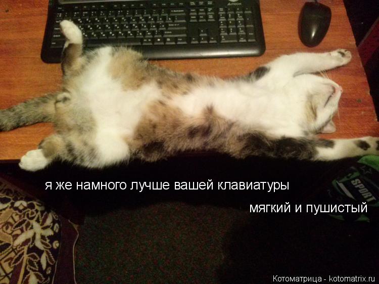 Котоматрица: я же намного лучше вашей клавиатуры мягкий и пушистый