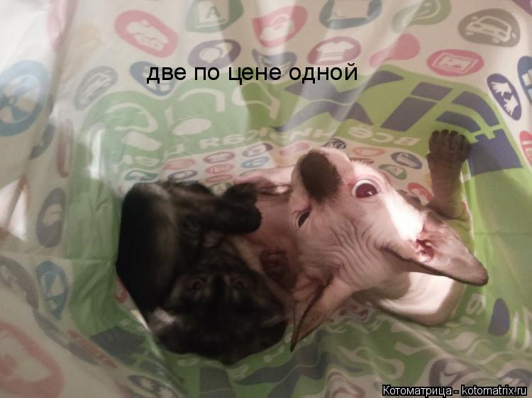 Котоматрица: две по цене одной