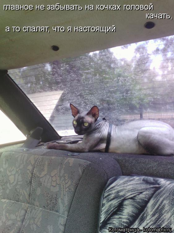 Котоматрица: главное не забывать на кочках головой  качать, а то спалят, что я настоящий