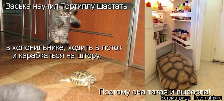 Котоматрица: Васька научил Тортиллу шастать  в холонильнике, ходить в лоток и карабкаться на штору. Поэтому она такая и выросла!