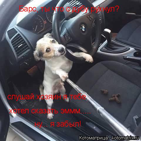 Котоматрица: Барс, ты что с дубу рухнул? слушай хозяин я тебе  хотел сказать эммм..... ну... я забыл!