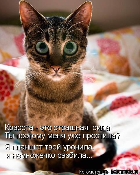 Котоматрица: Красота - это страшная  сила! Я планшет твой уронила,  и немножечко разбила... Ты поэтому меня уже простила?