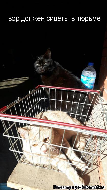 Котоматрица: вор должен сидеть  в тюрьме