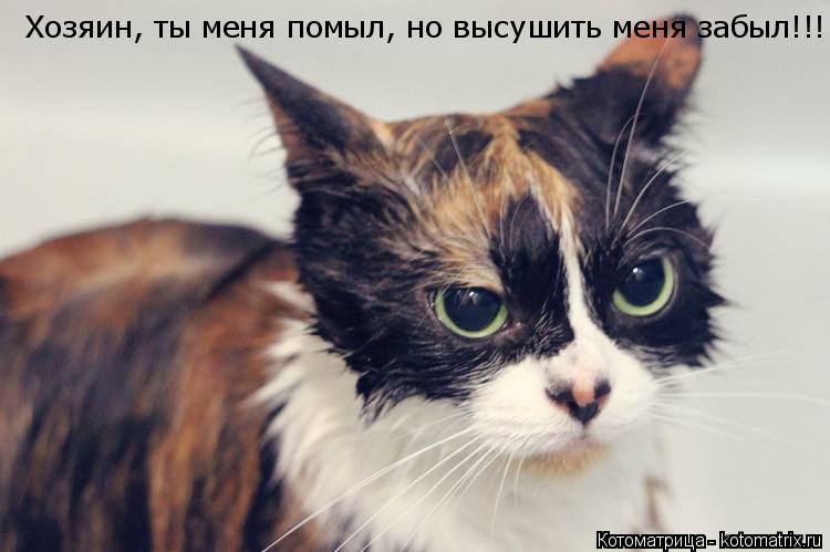 Котоматрица: Хозяин, ты меня помыл, но высушить меня забыл!!!