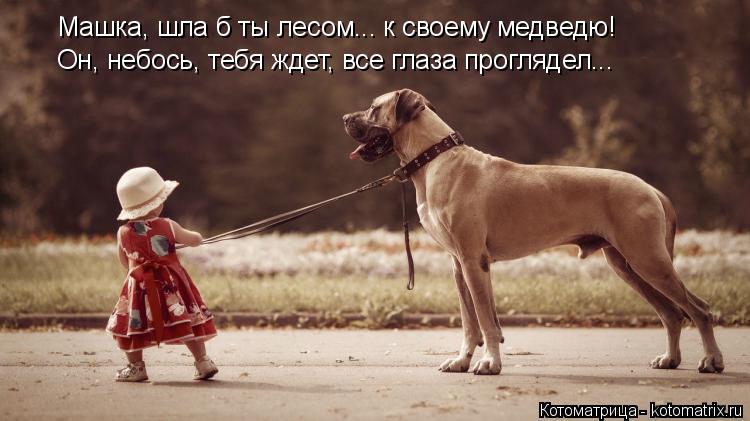 Котоматрица: Машка, шла б ты лесом... к своему медведю! Он, небось, тебя ждет, все глаза проглядел...