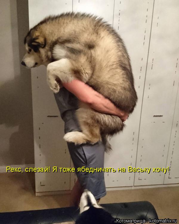 Рекс, слезай! Я тоже ябедничать на Ваську хочу!... Котоматрица: Рекс, слезай! Я тоже ябедничать на Ваську хочу!