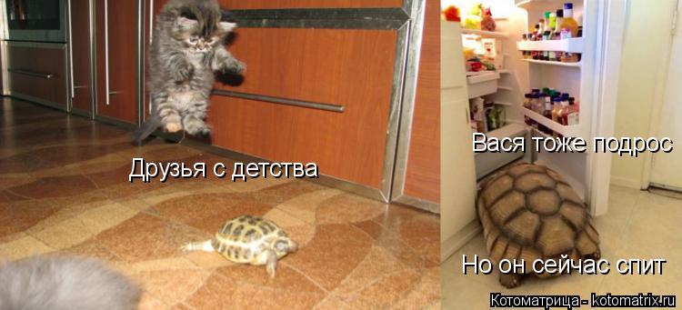 Котоматрица: Друзья с детства Вася тоже подрос Но он сейчас спит