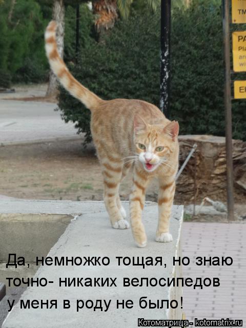 Котоматрица: Да, немножко тощая, но знаю точно- никаких велосипедов  у меня в роду не было!