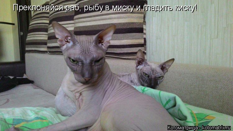 Котоматрица: Преклоняйся раб, рыбу в миску и гладить киску!