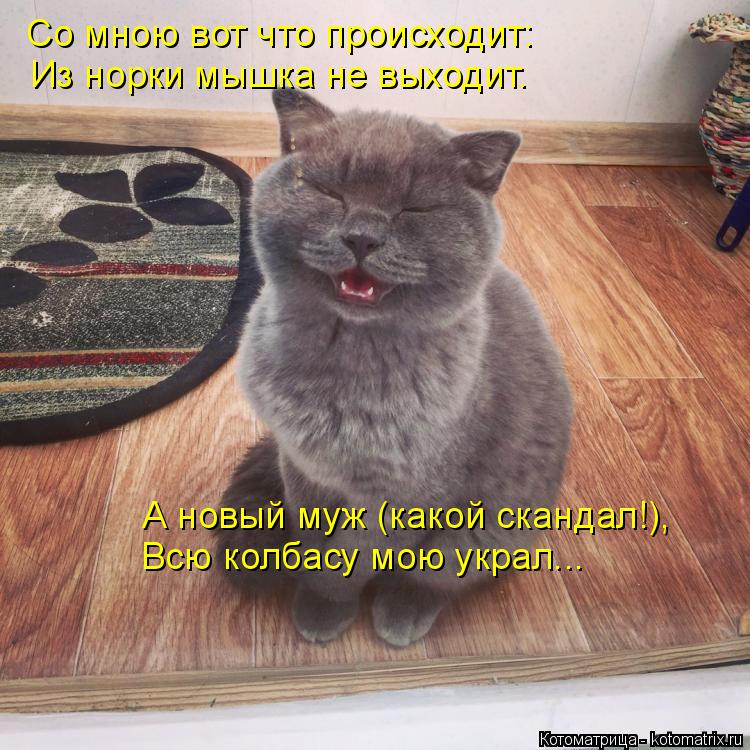 Котоматрица: Со мною вот что происходит: Из норки мышка не выходит. А новый муж (какой скандал!), Всю колбасу мою украл...