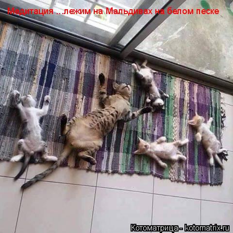 Котоматрица: Медитация ...лежим на Мальдивах на белом песке