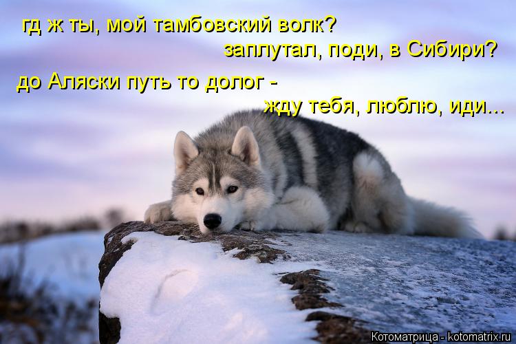 Котоматрица: гд ж ты, мой тамбовский волк? заплутал, поди, в Сибири? до Аляски путь то долог - жду тебя, люблю, иди...