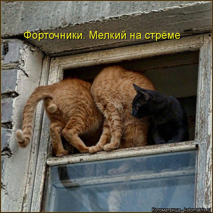 Котоматрица: Форточники. Мелкий на стрёме