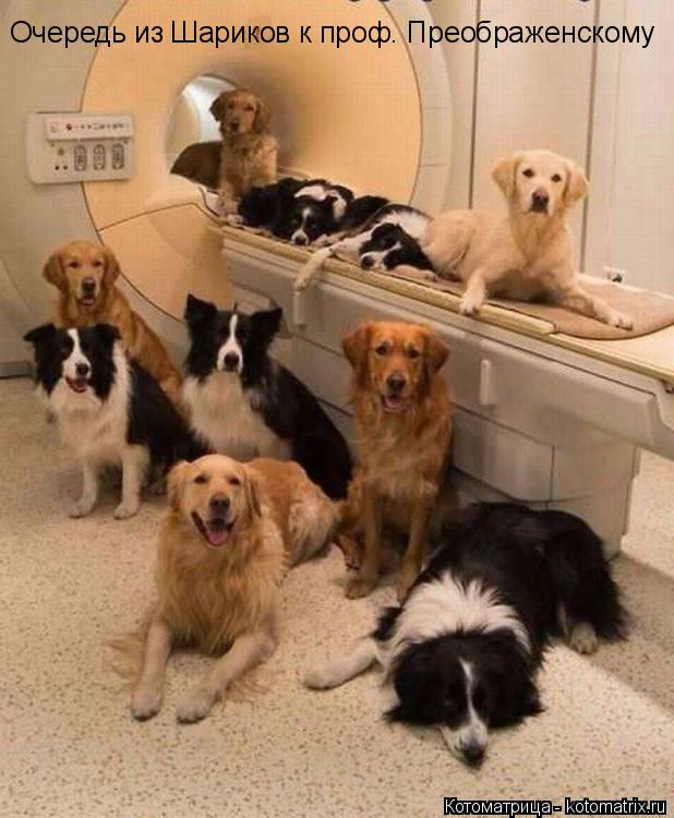 Котоматрица: Очередь из Шариков к проф. Преображенскому