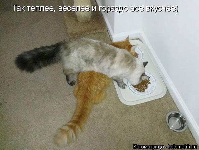 Котоматрица: Так теплее, веселее и гораздо все вкуснее)