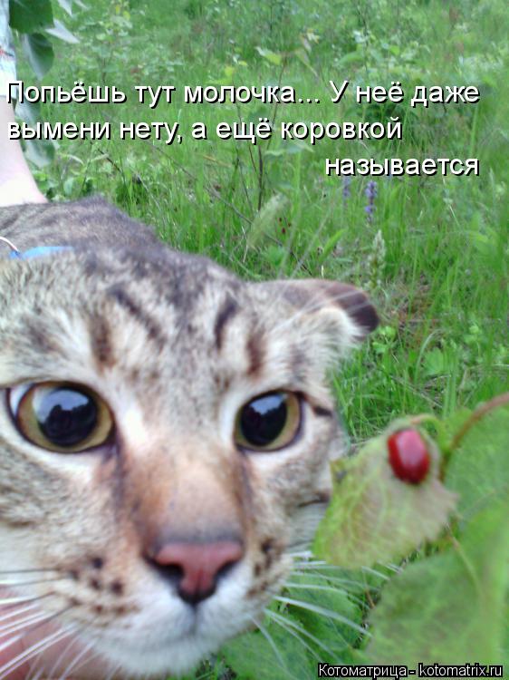 Котоматрица: Попьёшь тут молочка... У неё даже  вымени нету, а ещё коровкой  называется