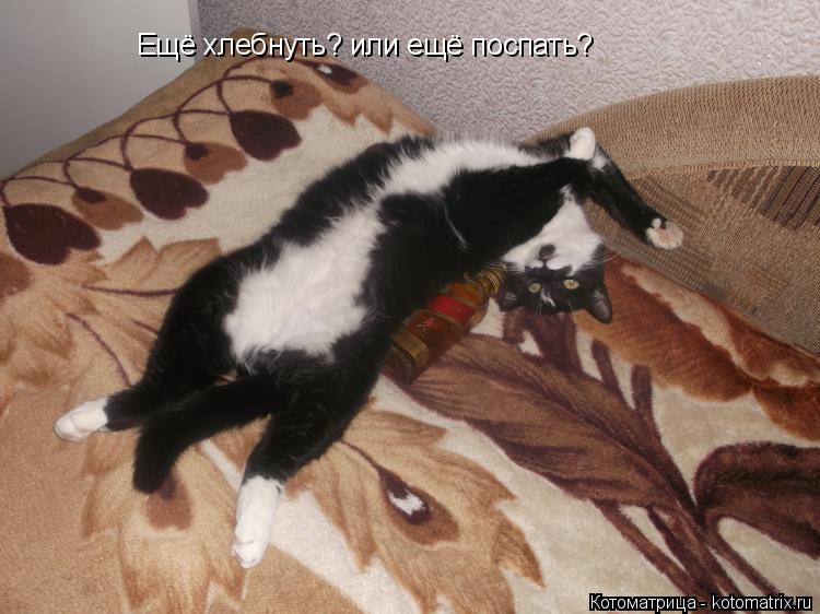 Котоматрица: Ещё хлебнуть? или ещё поспать?