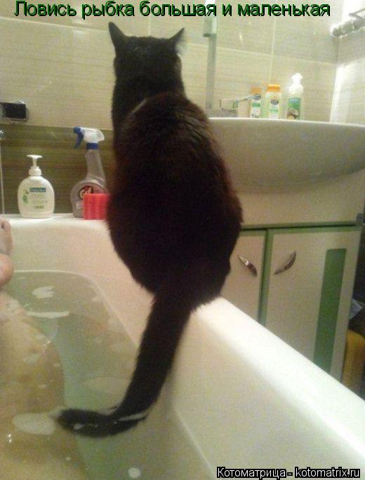 Котоматрица: Ловись рыбка большая и маленькая
