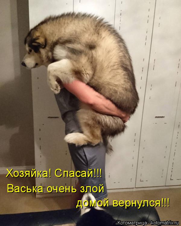 Котоматрица: Хозяйка! Спасай!!! Васька очень злой  домой вернулся!!!