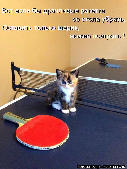 Котоматрица: Вот если бы драчливые ракетки со стола убрать, можно поиграть ! Оставить только шарик,