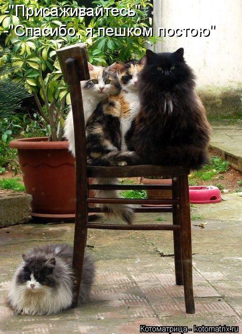 Котоматрица: -"Присаживайтесь" -"Спасибо, я пешком постою"