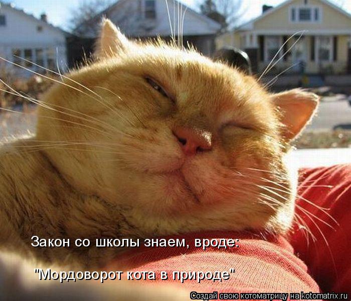 Котоматрица: Закон со школы знаем, вроде: "Мордоворот кота в природе"