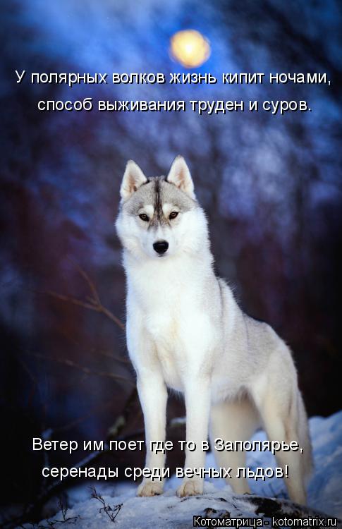 Котоматрица: У полярных волков жизнь кипит ночами, способ выживания труден и суров. Ветер им поет где то в Заполярье, серенады среди вечных льдов!