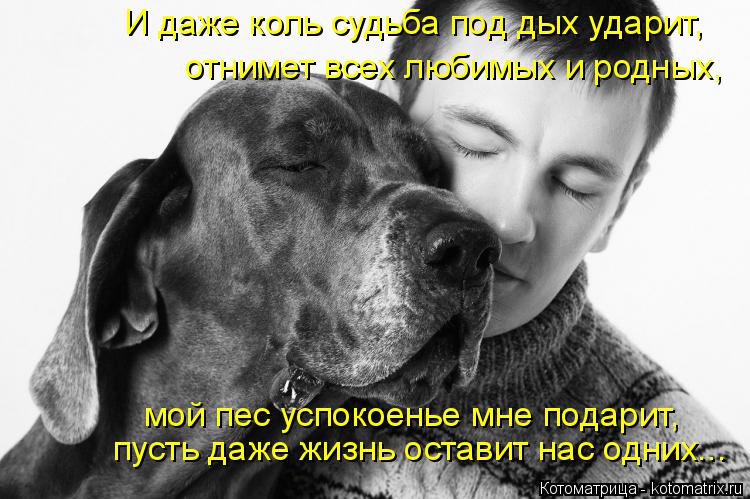 Котоматрица: отнимет всех любимых и родных,  мой пес успокоенье мне подарит, пусть даже жизнь оставит нас одних... И даже коль судьба под дых ударит,