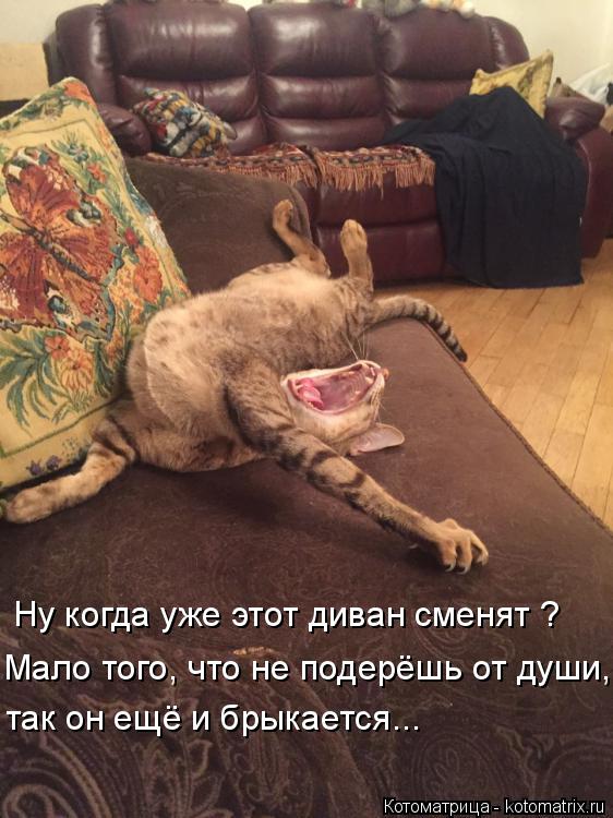 Котоматрица: Ну когда уже этот диван сменят ? Мало того, что не подерёшь от души, так он ещё и брыкается...