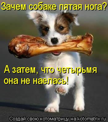 Зачем собаке пятая нога? А затем, что четырьмя она не наелась!... Котоматрица: Зачем собаке пятая нога? А затем, что четырьмя она не наелась!