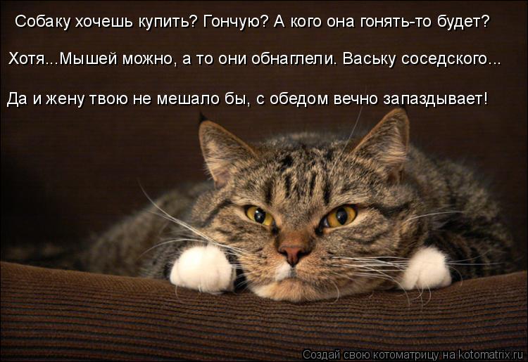 Собаку хочешь купить? Гончую? А кого она гонять-то будет? Хотя...Мышей можно, а то они обнаглели. Вас... Котоматрица: Собаку хочешь купить? Гончую? А кого она гонять-то будет? Хотя...Мышей можно, а то они обнаглели. Ваську соседского... Да и жену твою не мешало б