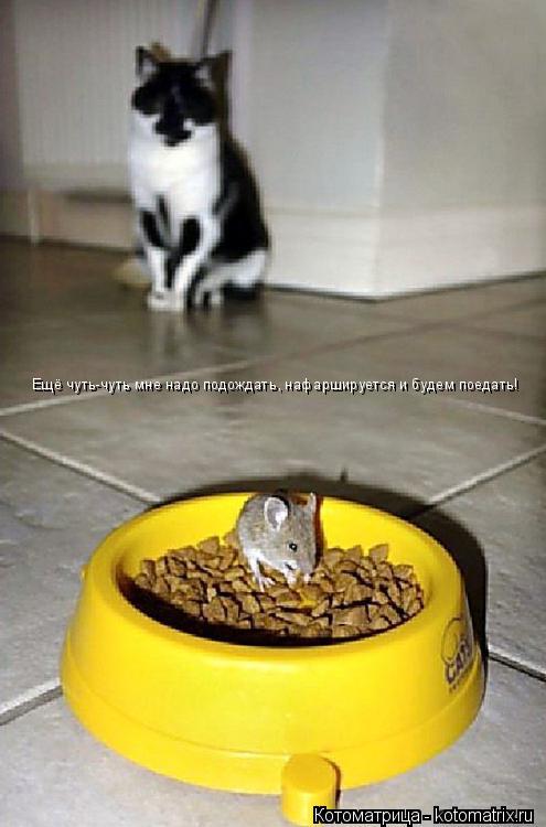 Котоматрица: Ещё чуть-чуть мне надо подождать, нафаршируется и будем поедать!