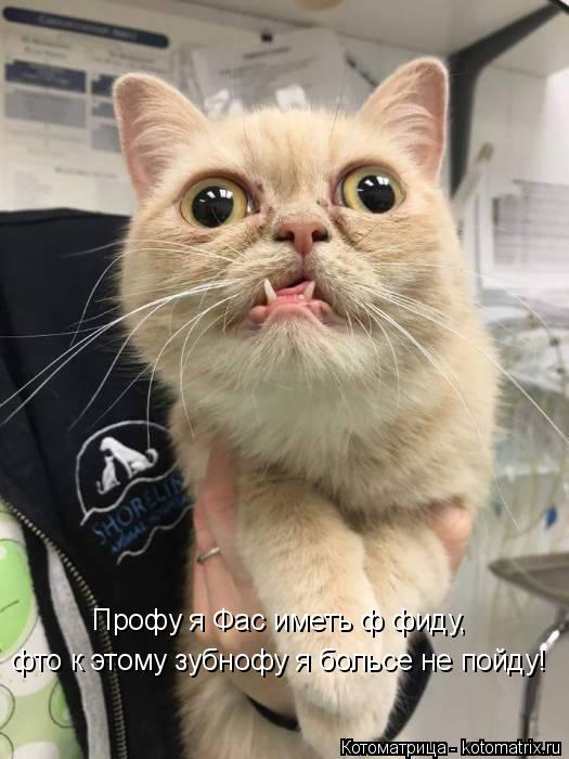 Котоматрица: фто к этому зубнофу я больсе не пойду! Профу я Фас иметь ф фиду,
