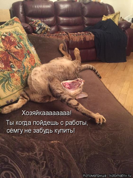 Котоматрица: Хозяйкаааааааа! Ты когда пойдешь с работы,  сёмгу не забудь купить!