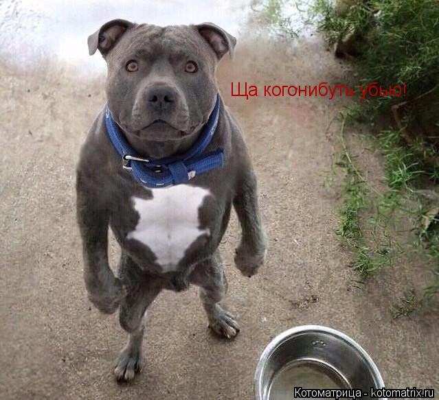 Котоматрица: Ща когонибуть убью!
