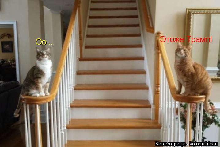 Котоматрица: Оо... Этоже Трамп!