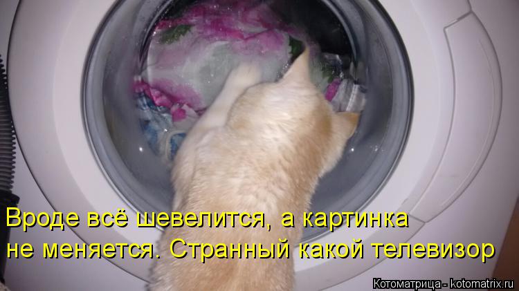 Котоматрица: Вроде всё шевелится, а картинка не меняется. Странный какой телевизор