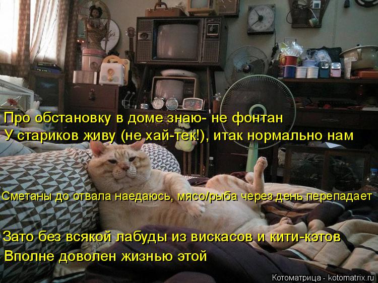 Котоматрица: Про обстановку в доме знаю- не фонтан У стариков живу (не хай-тек!), итак нормально нам Сметаны до отвала наедаюсь, мясо/рыба через день переп