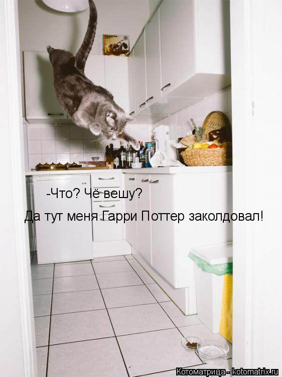 Котоматрица: -Что? Чё вешу? Да тут меня Гарри Поттер заколдовал!