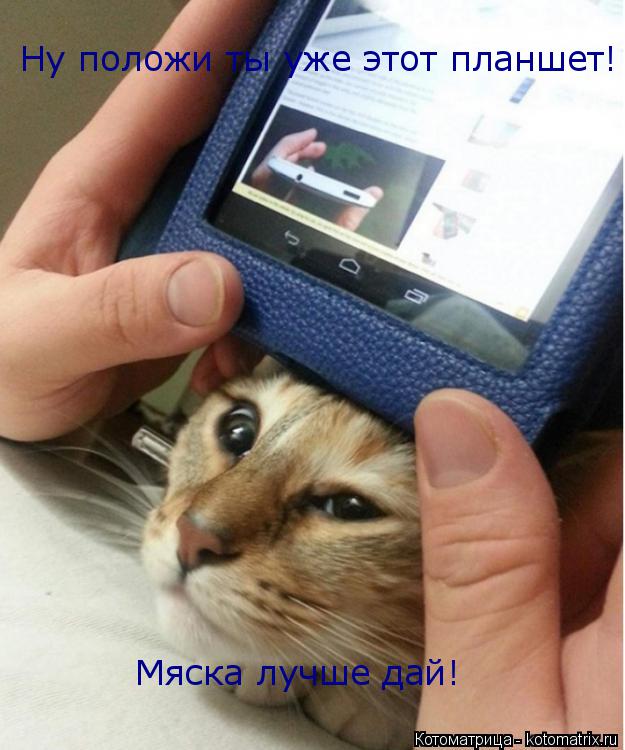 Котоматрица: Ну положи ты уже этот планшет! Мяска лучше дай!