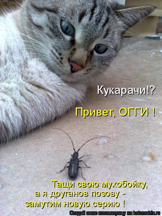 Котоматрица: Кукарачи!? Привет, ОГГИ ! Тащи свою мухобойку, а я друганов позову - замутим новую серию !