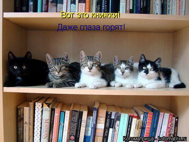 Котоматрица: Вот это книжки! Даже глаза горят!