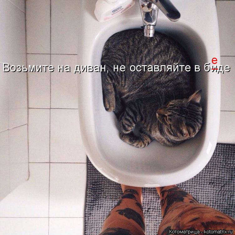Котоматрица: Возьмите на диван, не оставляйте в биде -- е