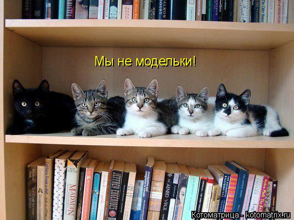 Котоматрица: Мы не модельки!