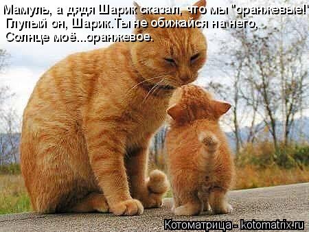 Мамуль, а дядя Шарик сказал, что мы "оранжевые!" Глупый он, Шарик.Ты не обижайся на него, Солнце моё.... Котоматрица: Мамуль, а дядя Шарик сказал, что мы "оранжевые!" Глупый он, Шарик.Ты не обижайся на него, Солнце моё...оранжевое.